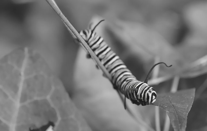 Black and white Monarch caterpillar - Jennifer Wallace