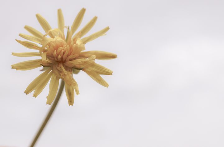 A dandelion on grey sky - Jennifer Wallace