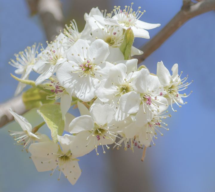 White tree flowers - Jennifer Wallace