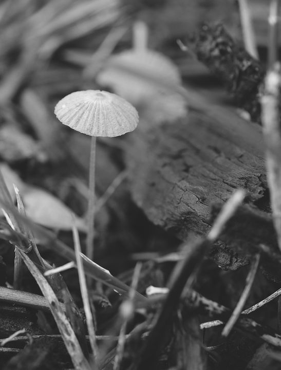 Black and white mushroom - Jennifer Wallace