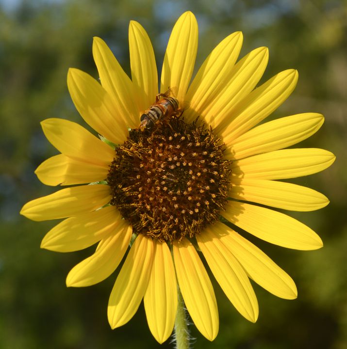 A bee on a sunflower - Jennifer Wallace