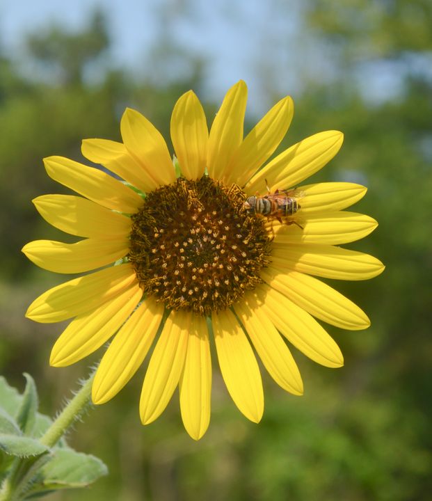 A bee pollinating at sunflower - Jennifer Wallace
