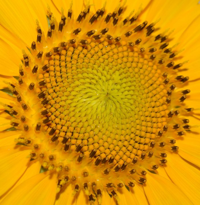 Sunflower head - Jennifer Wallace