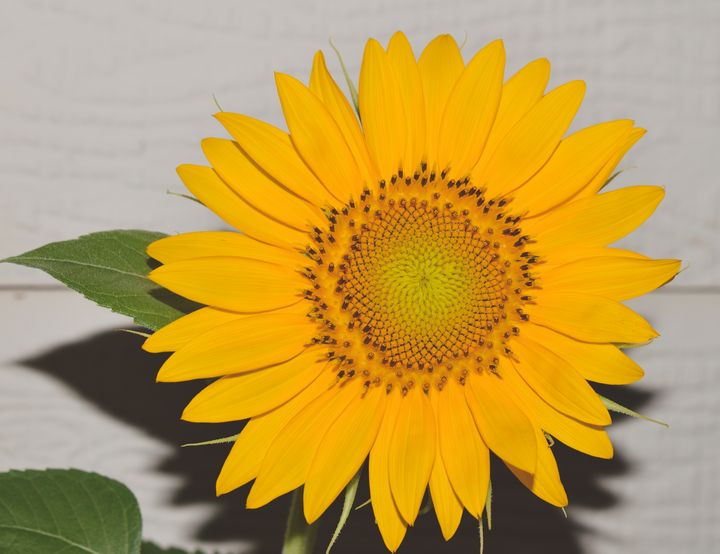Bright yellow sunflower - Jennifer Wallace
