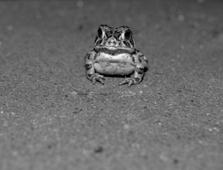 Black and white baby toad - Jennifer Wallace