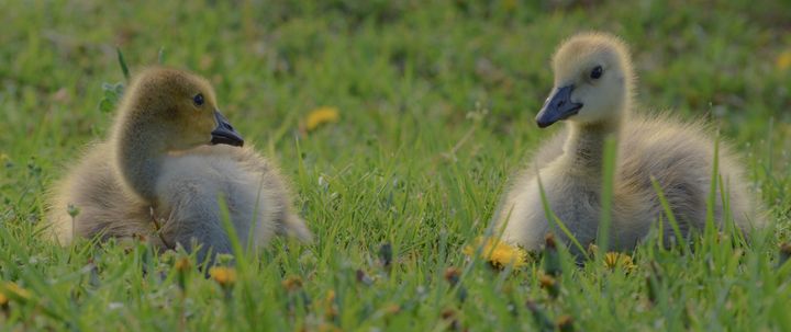Baby geese siblings - Jennifer Wallace