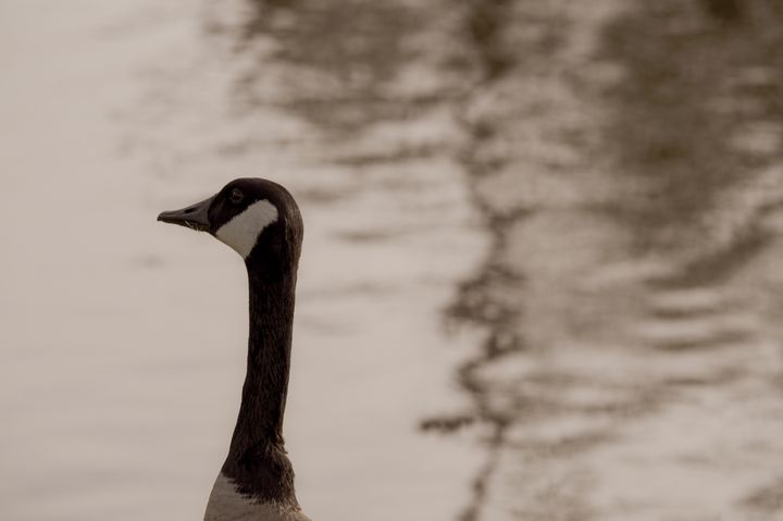 Close up of a Canadian Goose - Jennifer Wallace