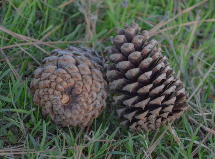 Two pinecones on grass - Jennifer Wallace