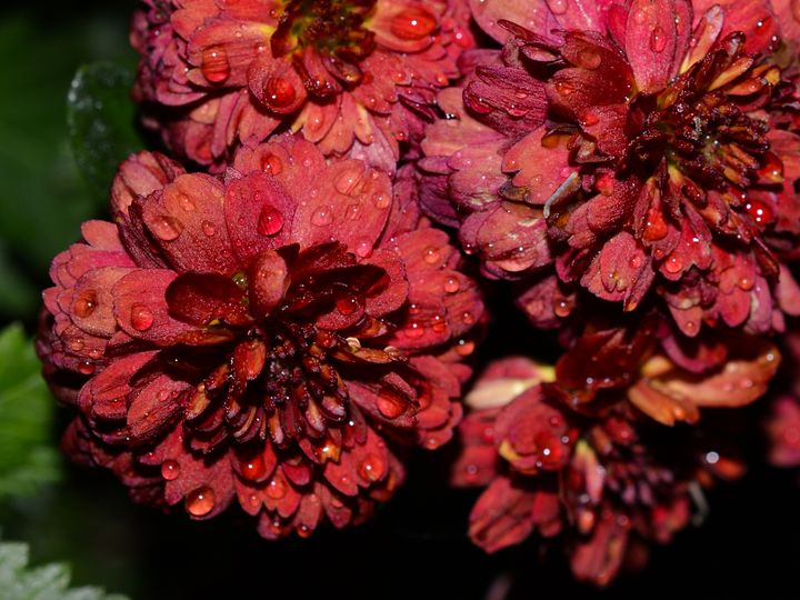 Raindrops on Chrysanthemum flower - Jennifer Wallace