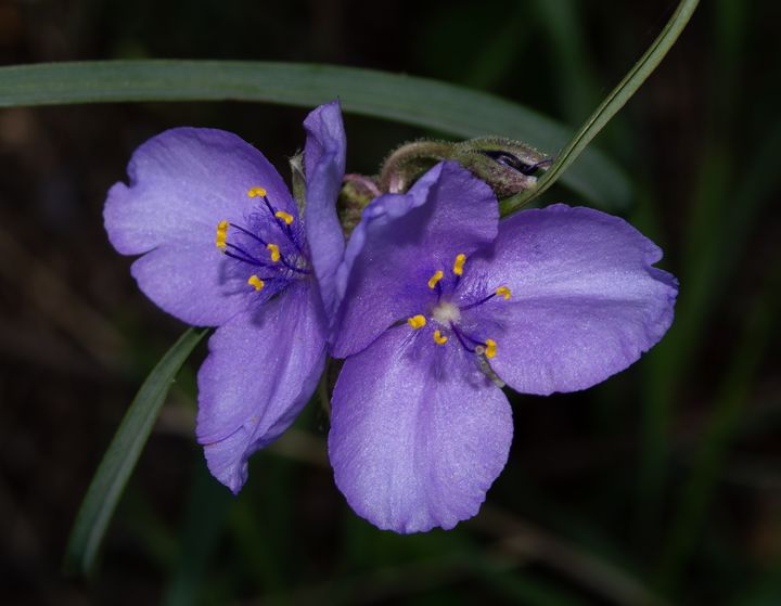 purple Virginia Spiderwort flower - Jennifer Wallace