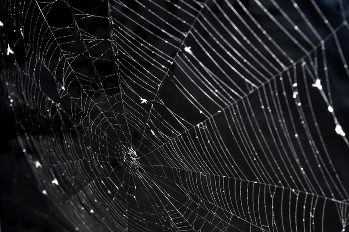 Black and silver spiderweb - Jennifer Wallace
