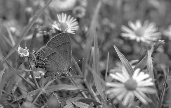 Black And White Butterfly on Daisy - Jennifer Wallace
