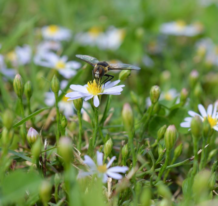 Flower Fly On Tiny White Daisy - Jennifer Wallace