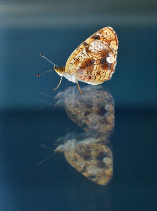 Pearl Crescent butterfly on glass - Jennifer Wallace