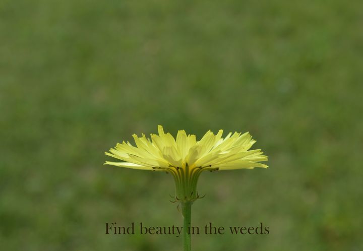 Find beauty in the weeds - Jennifer Wallace