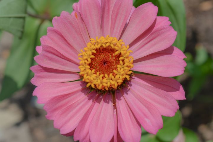Soft Pink Zinnia Flower - Jennifer Wallace