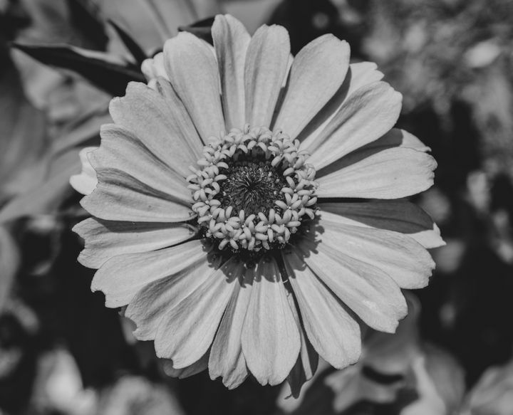 Black and white Zinnia Flower - Jennifer Wallace