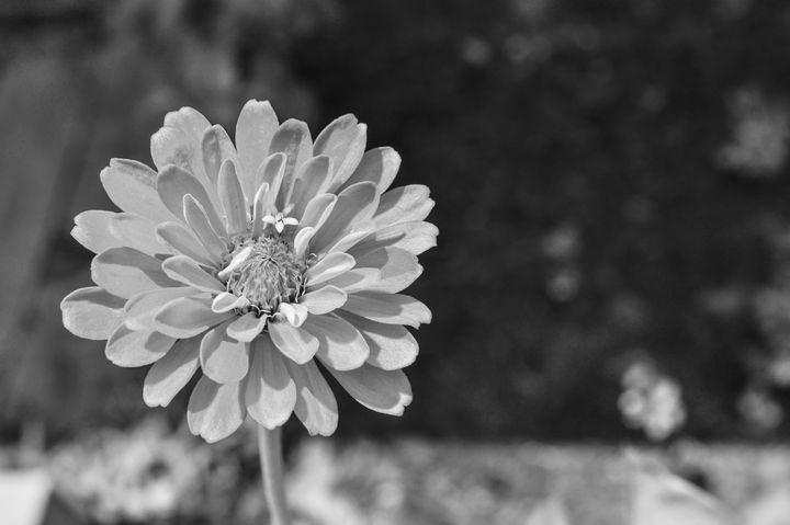 Black and white Zinnia flower 2 - Jennifer Wallace