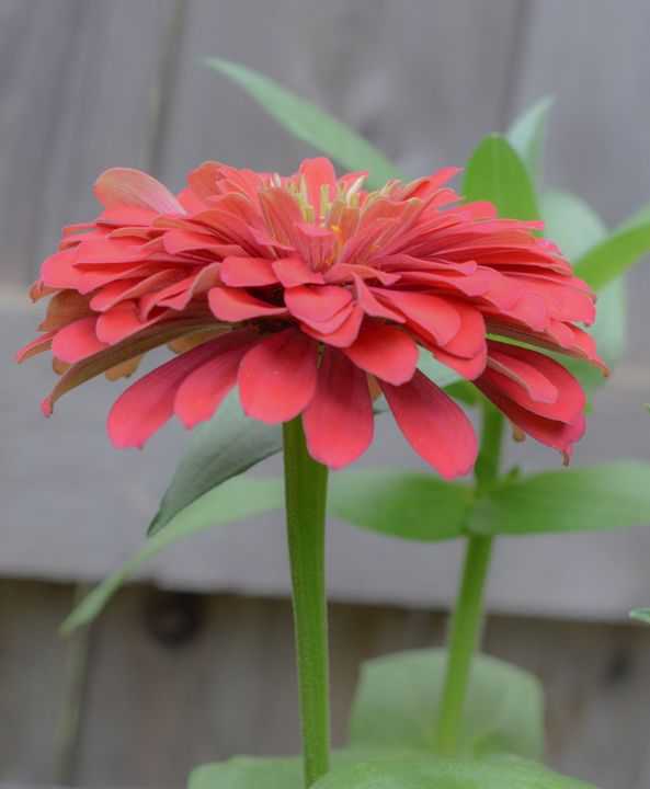 My Backyard Flower - Jennifer Wallace