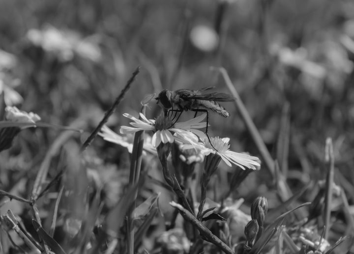 Black And White Hoverfly On Daisy - Jennifer Wallace