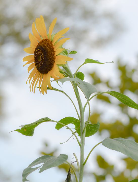 A Summer Sunflower - Jennifer Wallace