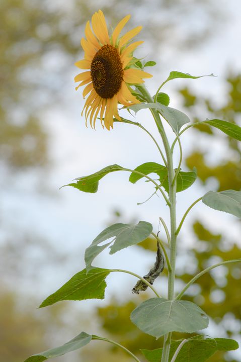 Sunflower - Jennifer Wallace