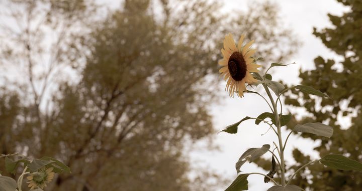 Classic Sunflower Image - Jennifer Wallace