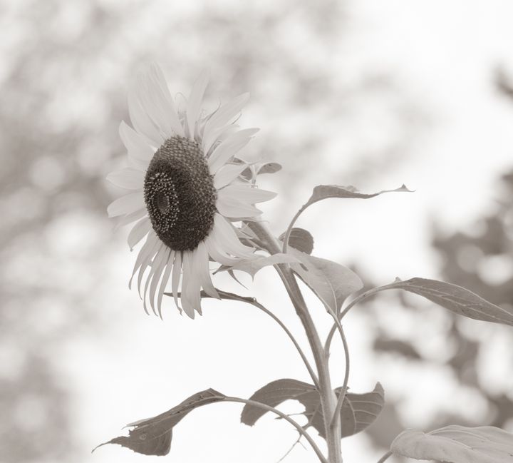 Black and White Sunflower - Jennifer Wallace