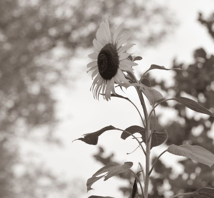 Sepia Sunflower - Jennifer Wallace