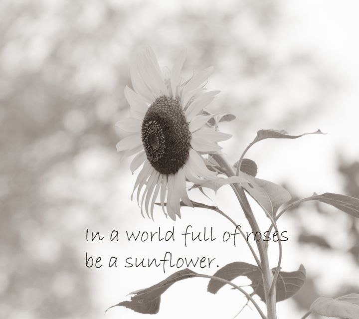 Be a Sunflower - Jennifer Wallace