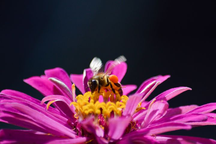 Bzzz Bzzz Flower Bee - Jennifer Wallace