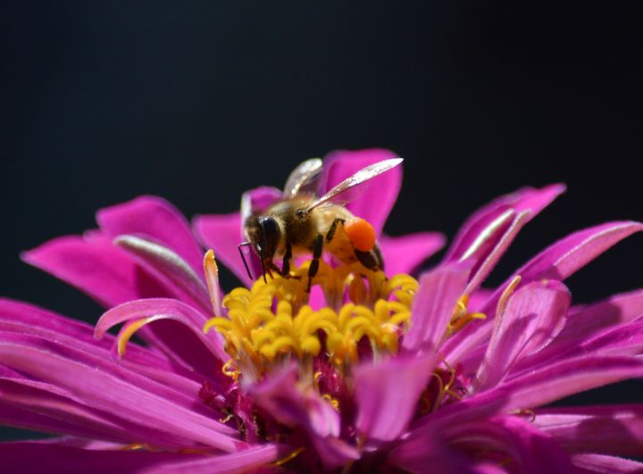 Honey Bee on Zinnia - Jennifer Wallace