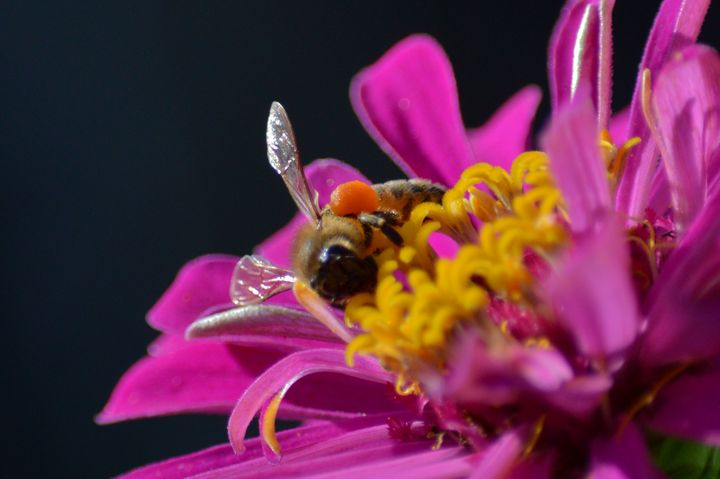 Honey Bee On Fuchsia Flower - Jennifer Wallace