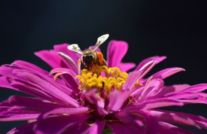 Pollination - Jennifer Wallace