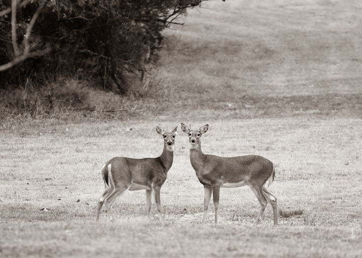 Sepia Deer Couple Image - Jennifer Wallace