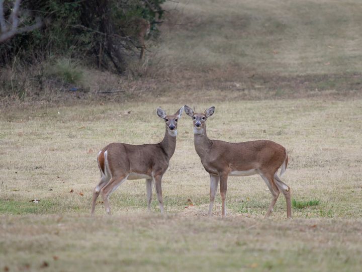 A young deer couple - Jennifer Wallace