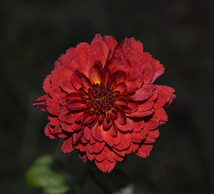 A single maroon Chrysanthemum - Jennifer Wallace