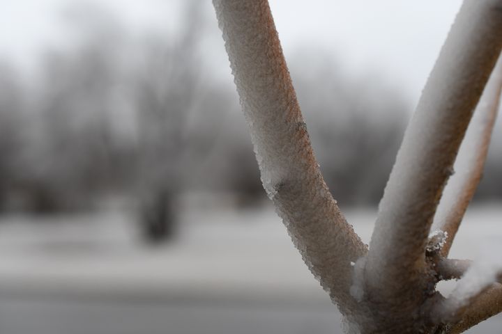 Winter Tree Frost - Jennifer Wallace
