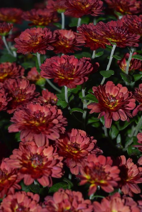 Maroon Chrysanthemums - Jennifer Wallace