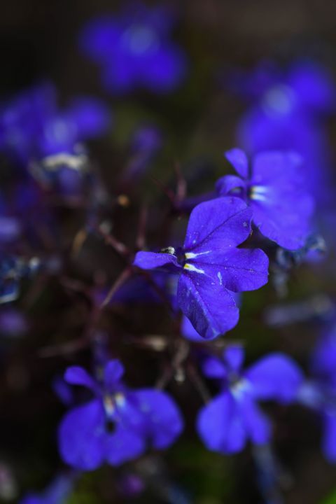 Blue Lobelia Flower - Jennifer Wallace