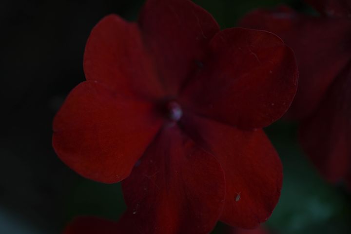 Dark Red Impatiens Flower - Jennifer Wallace