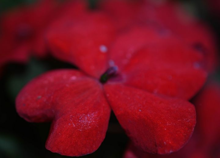 Red Impatiens Flower - Jennifer Wallace