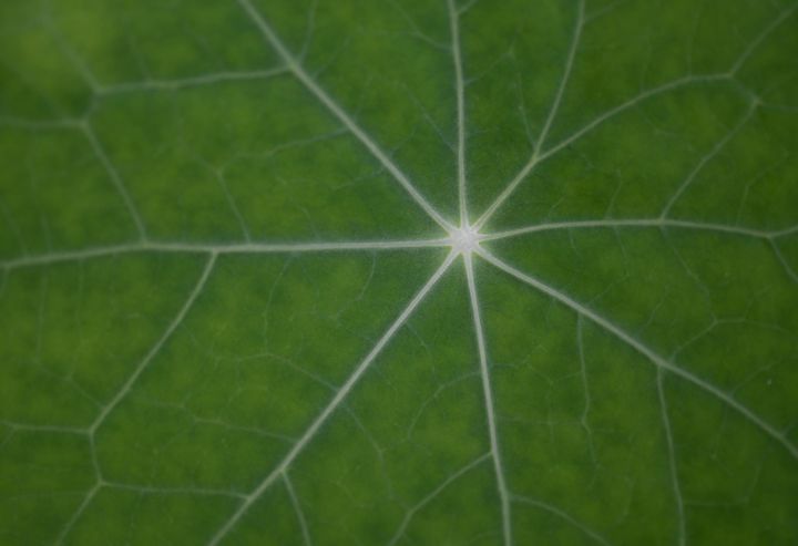 Nasturtium Leaf - Jennifer Wallace