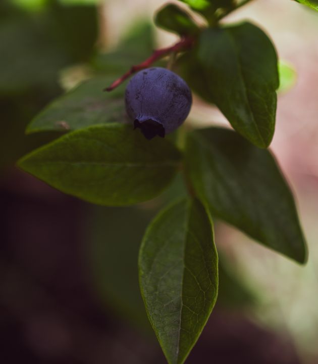 Dark Blueberry Plant - Jennifer Wallace