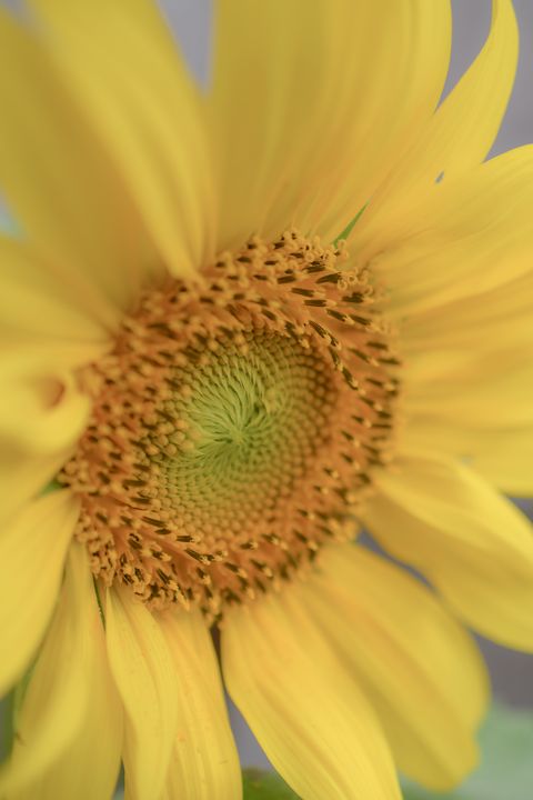 Bold Sunflower - Jennifer Wallace