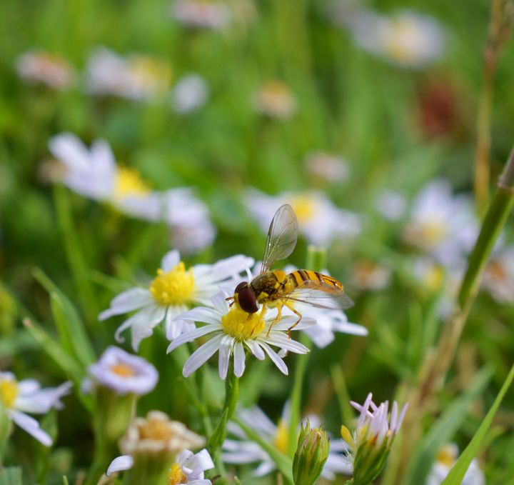 Hoverfly pollinating a daisy - Jennifer Wallace