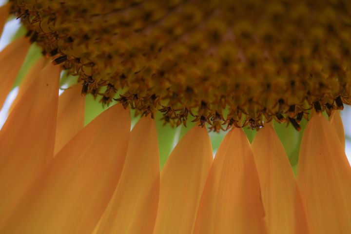 Sunflower Details - Jennifer Wallace