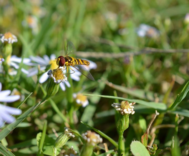 Hover fly on a tiny yard daisy - Jennifer Wallace