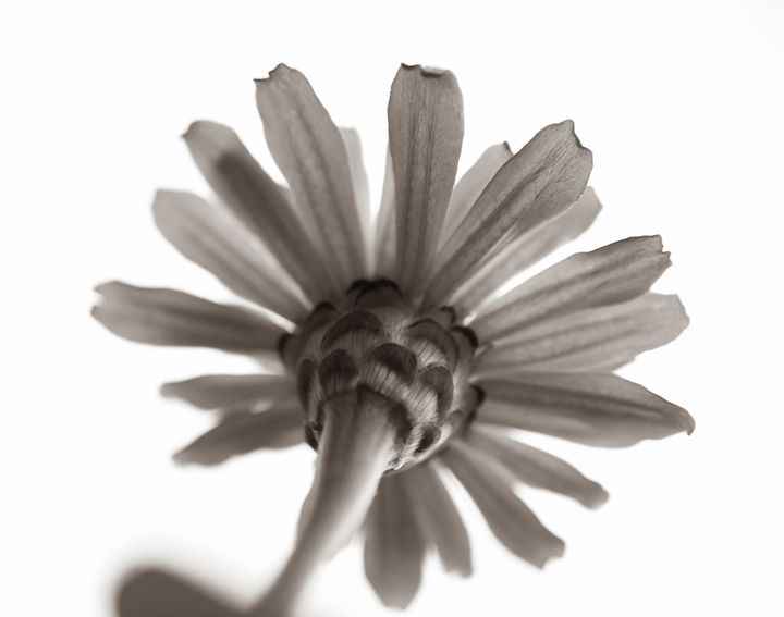 Sepia Zinnia Flower - Jennifer Wallace
