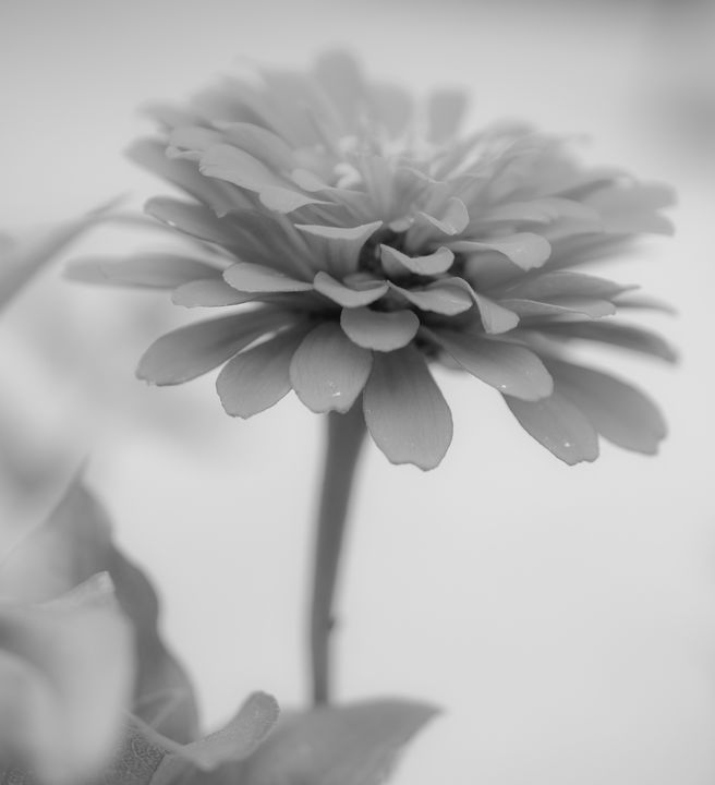 Soft black and white Flower - Jennifer Wallace